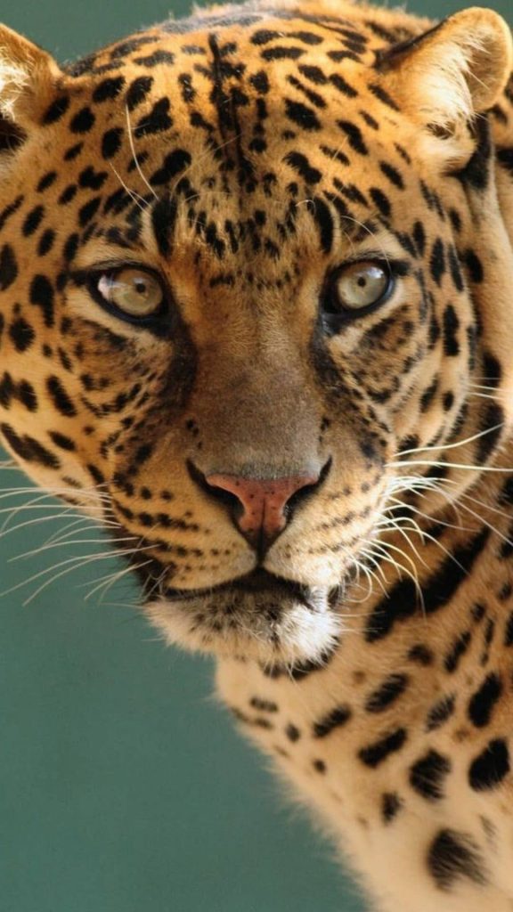 Leopard hd image
