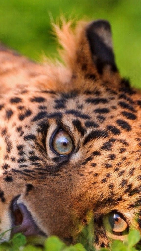Leopard hd photo