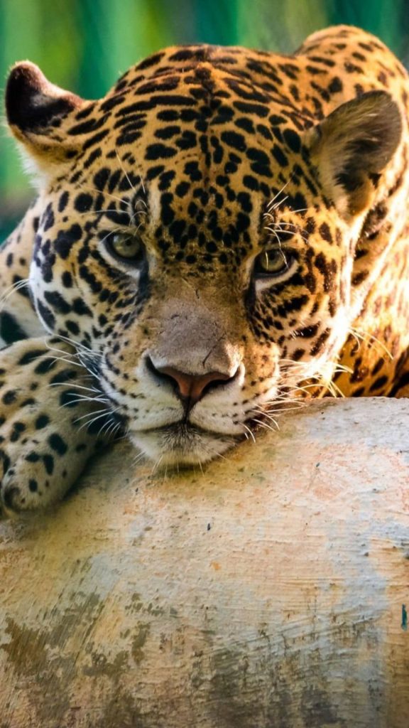 Leopard hd picture