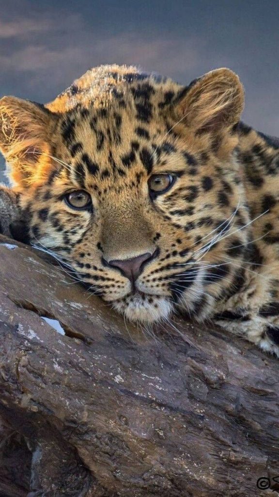 Leopard photo hd