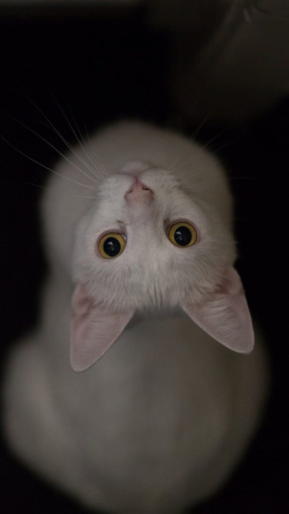 white cat eyes 4k wallpaper